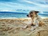 Entspannter Urlaub mit dem Hund – darauf müssen Herrchen und Frauchen besonders achten!